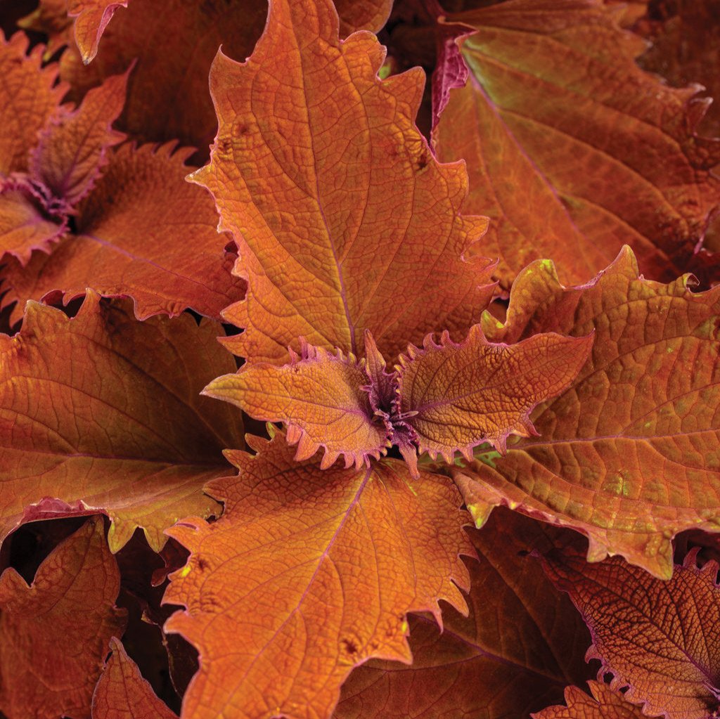 ColorBlaze® Wicked Hot™ Coleus | Proven Winners®