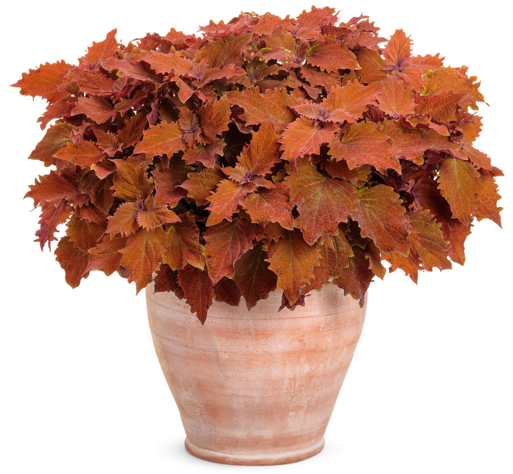 ColorBlaze® Wicked Hot™ Coleus | Proven Winners®