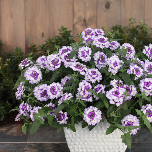 Superbena Sparkling® Amethyst Verbena | Proven Winners®