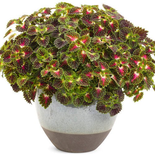 ColorBlaze® Strawberry Drop Coleus | Proven Winners®