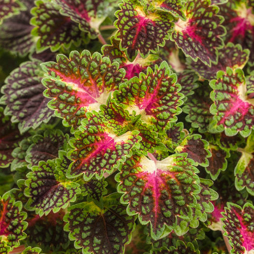 ColorBlaze® Strawberry Drop Coleus | Proven Winners®