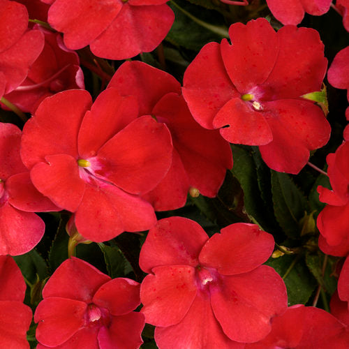 SunPatiens® 'Compact Red' Impatiens | Creekside Champions™