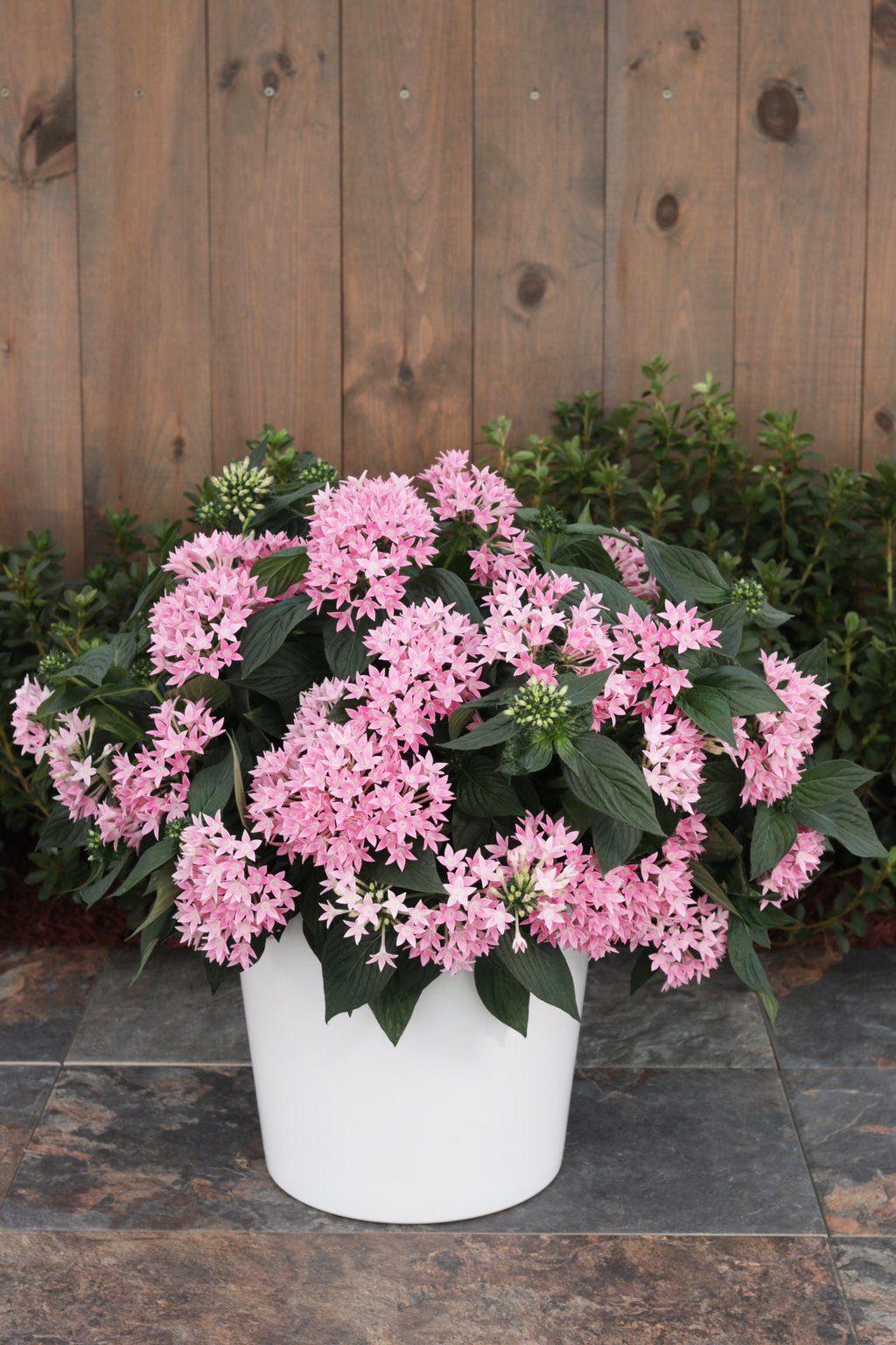 Sunstar® Pink Pentas | Proven Winners®