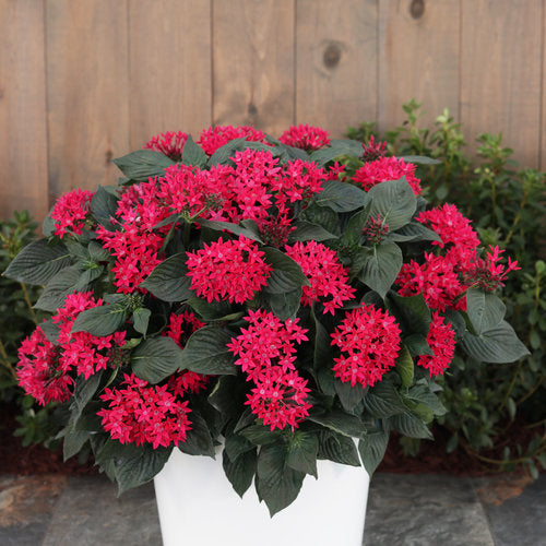Sunstar® Red Pentas | Proven Winners®