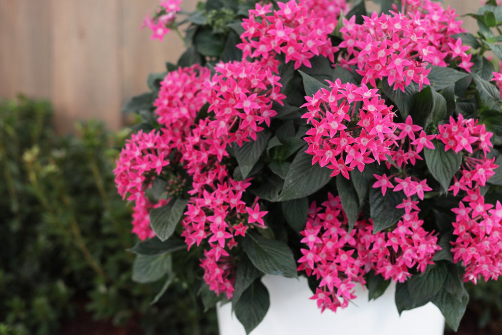 Sunstar® Rose Pentas | Proven Winners®