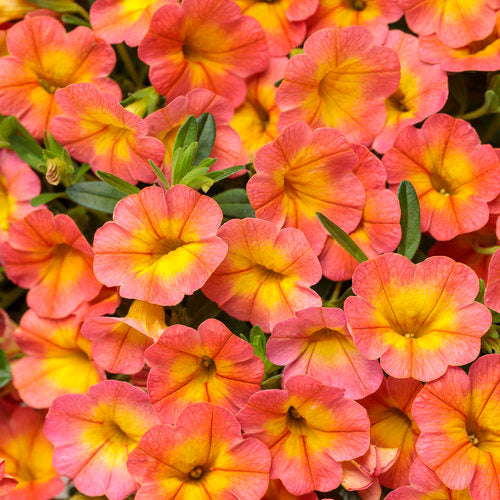 Superbells® Coral Sun | Proven Winners