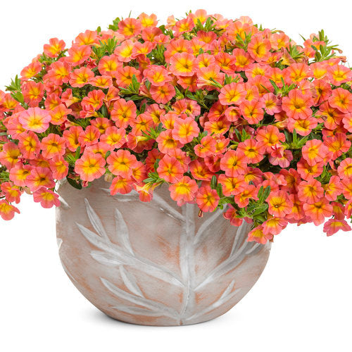 Superbells® Coral Sun | Proven Winners