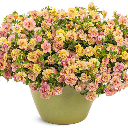 Superbells Magic Double Grapefruit calibrachoa | Proven Winners®