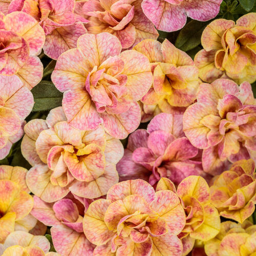 Superbells Magic Double Grapefruit calibrachoa | Proven Winners®