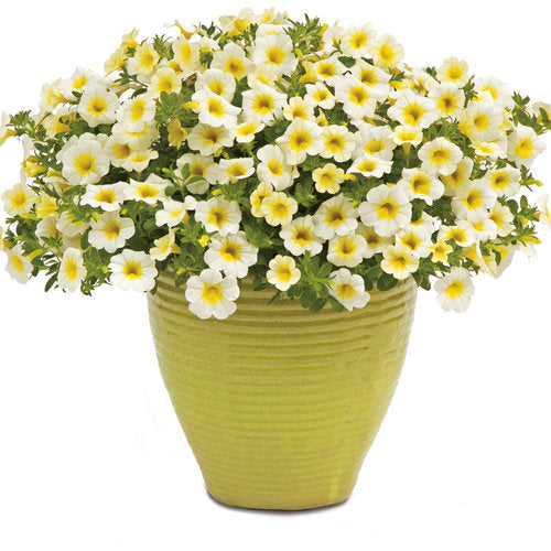 Superbells® Over Easy™ Calibrachoa | Proven Winners®