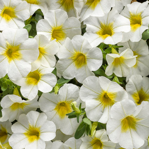Superbells® Over Easy™ Calibrachoa | Proven Winners®