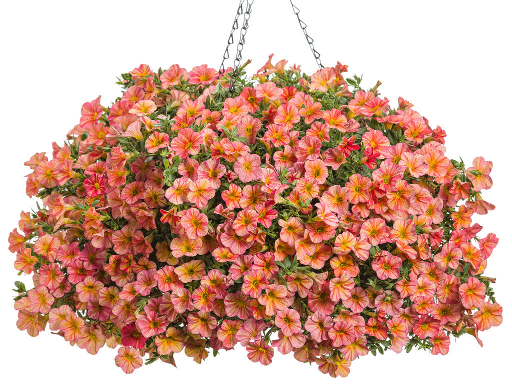 Superbells® Tropical Sunrise Calibrachoa