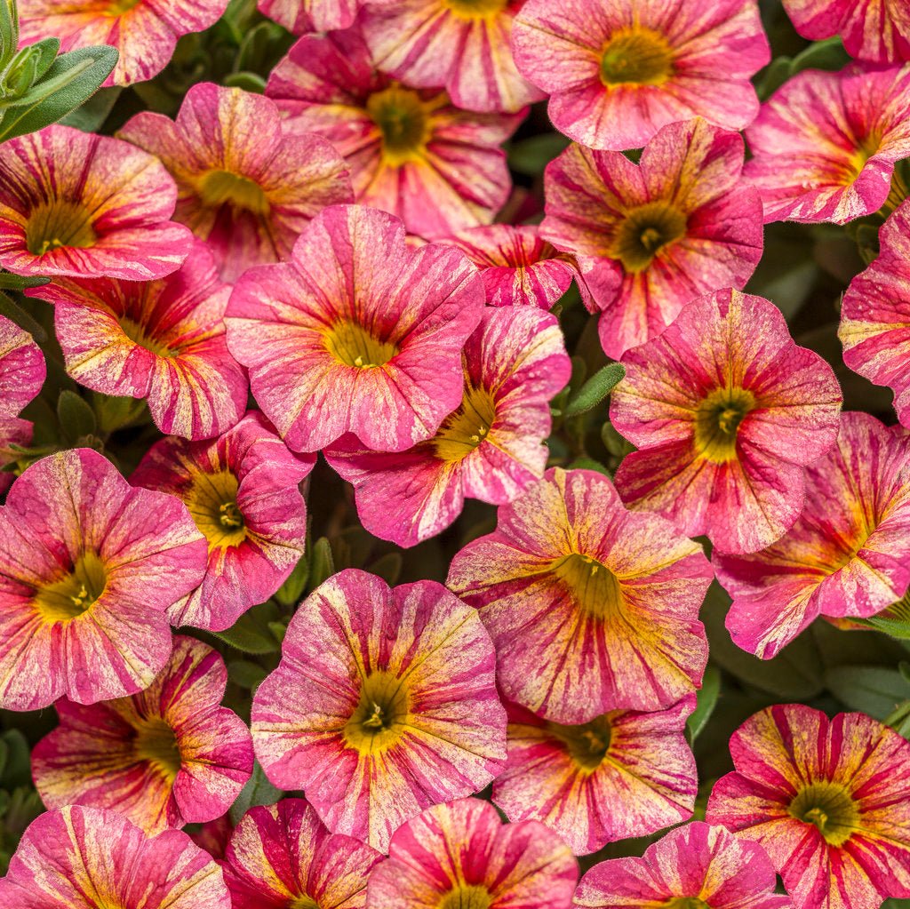 Superbells® Tropical Sunrise Calibrachoa