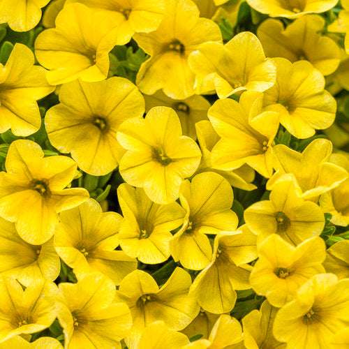 Superbells® Yellow Calibrachoa | Proven Winners®