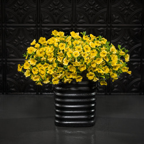 Superbells® Yellow Calibrachoa | Proven Winners®