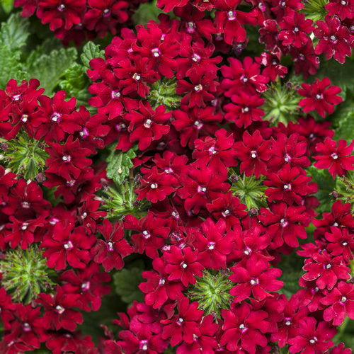 Superbena Royale® Romance Verbena | Proven Winners®