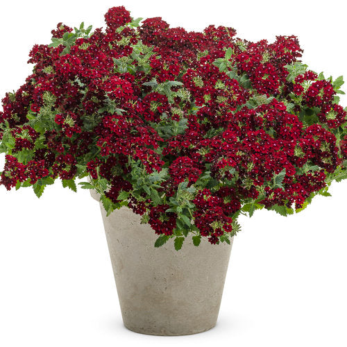 Superbena Royale® Romance Verbena | Proven Winners®