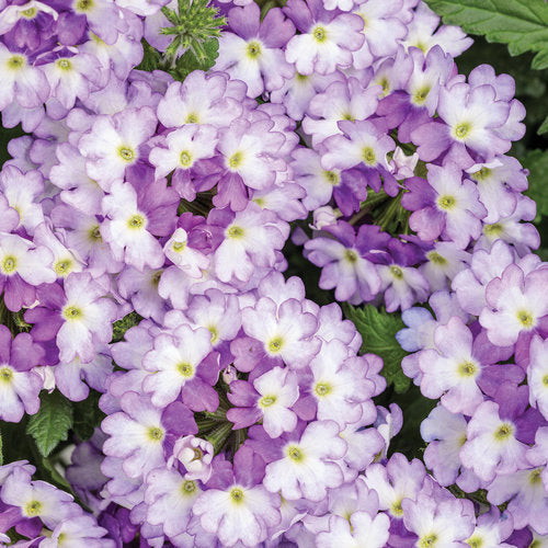 Superbena Sparkling® Amethyst Verbena | Proven Winners®