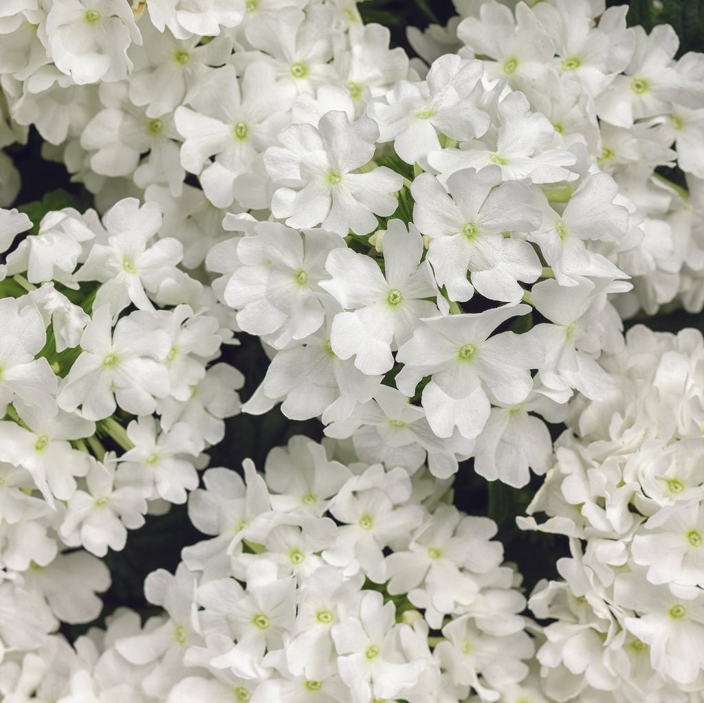 Superbena® Whiteout™ Verbena | Proven Winners®