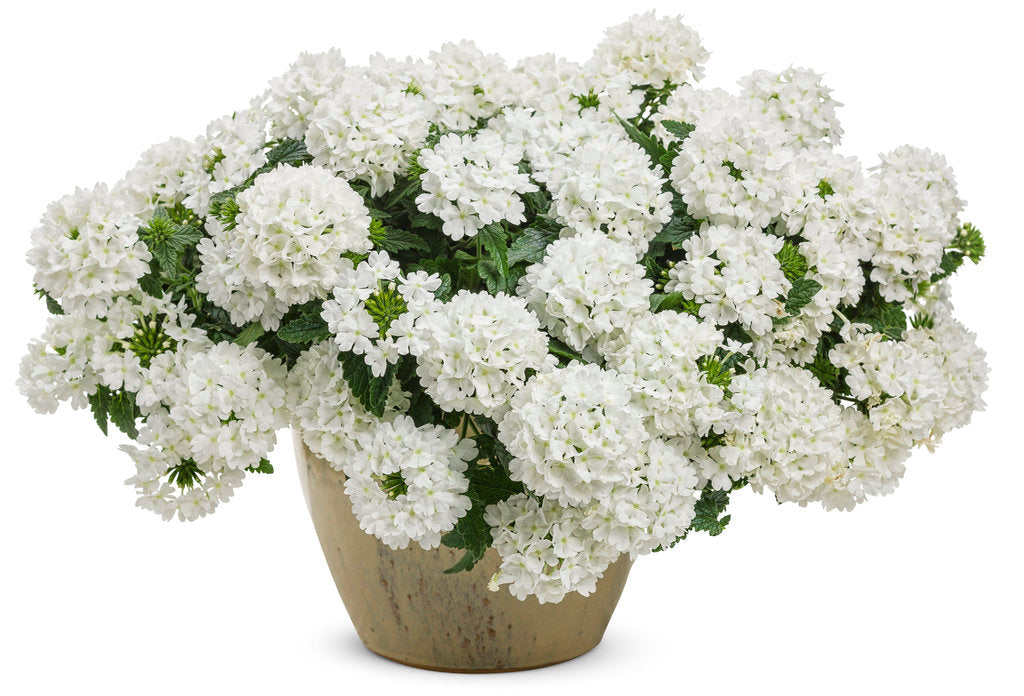Superbena® Whiteout™ Verbena | Proven Winners®