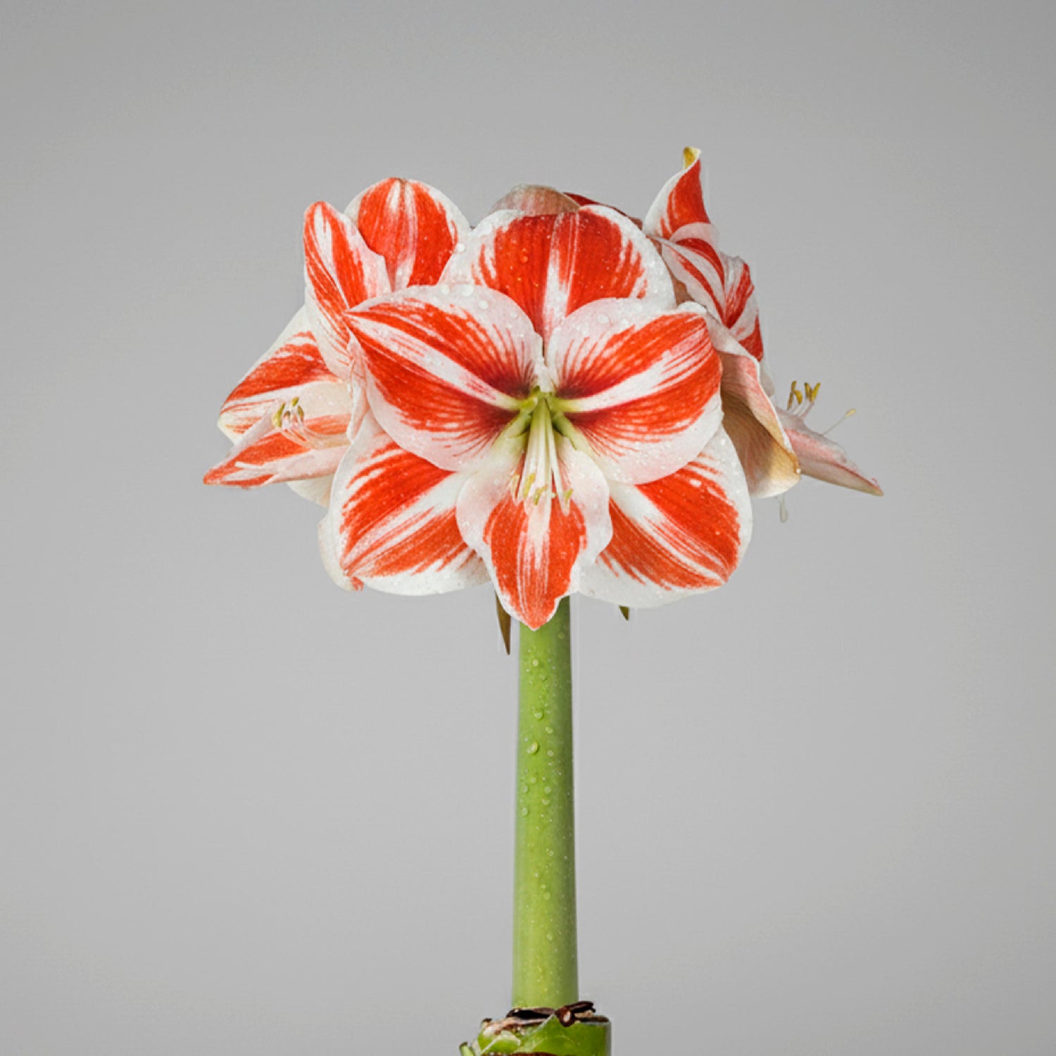 Super Star Amaryllis – Red Glitter