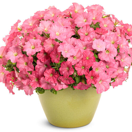 Supertunia® Bermuda Beach® Petunia | Proven Winners®