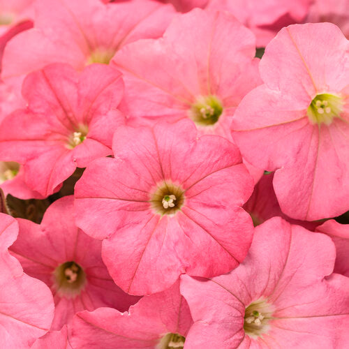 Supertunia® Bermuda Beach® Petunia | Proven Winners®