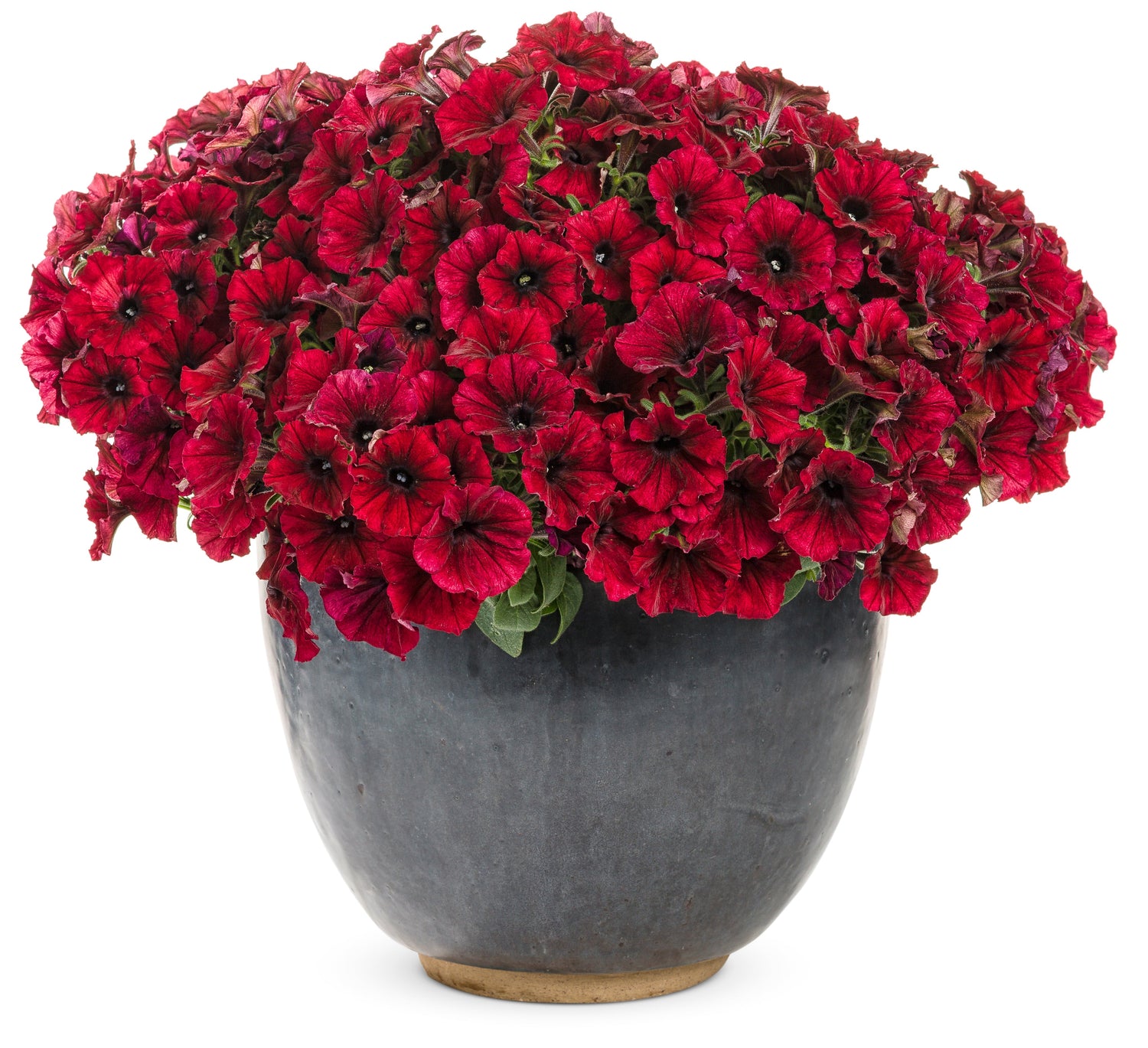 Supertunia® Black Cherry® Petunia | Proven Winners®