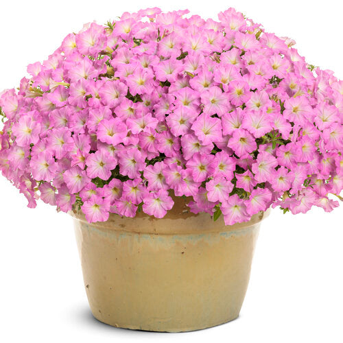 Supertunia Mini Vista Pink Cloud | Proven Winners®