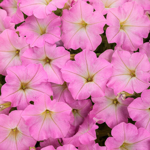 Supertunia Mini Vista Pink Cloud | Proven Winners®
