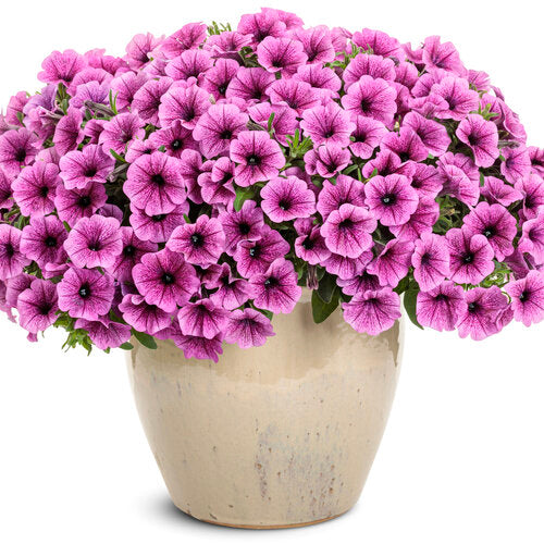 Supertunia Mini Vista® Plum Veined Petunia | Proven Winners®