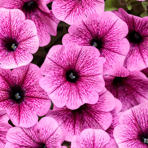 Supertunia Mini Vista® Plum Veined Petunia | Proven Winners®