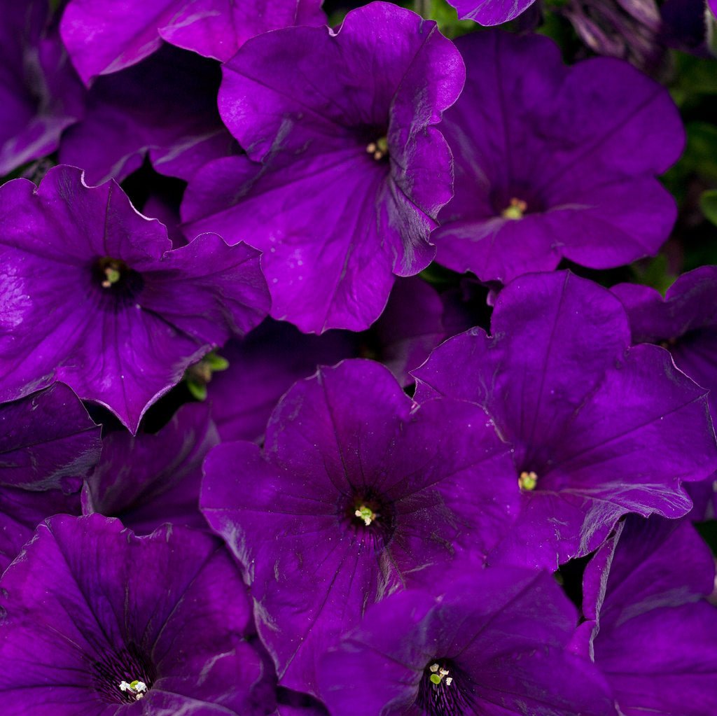Supertunia® Royal Velvet® Petunia| Proven Winners®