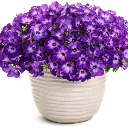 Supertunia® Blue Tiara™ Petunia | Proven Winners®
