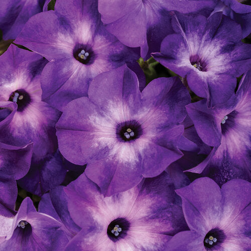 Supertunia® Blue Tiara™ Petunia | Proven Winners®
