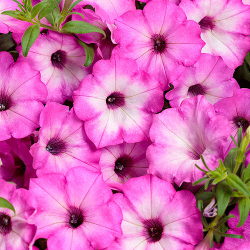 Supertunia® Pink Tiara™ Petunia | Proven Winners®