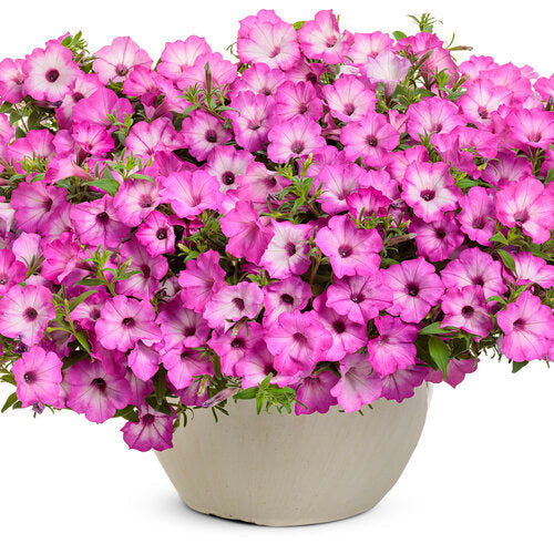Supertunia® Pink Tiara™ Petunia | Proven Winners®
