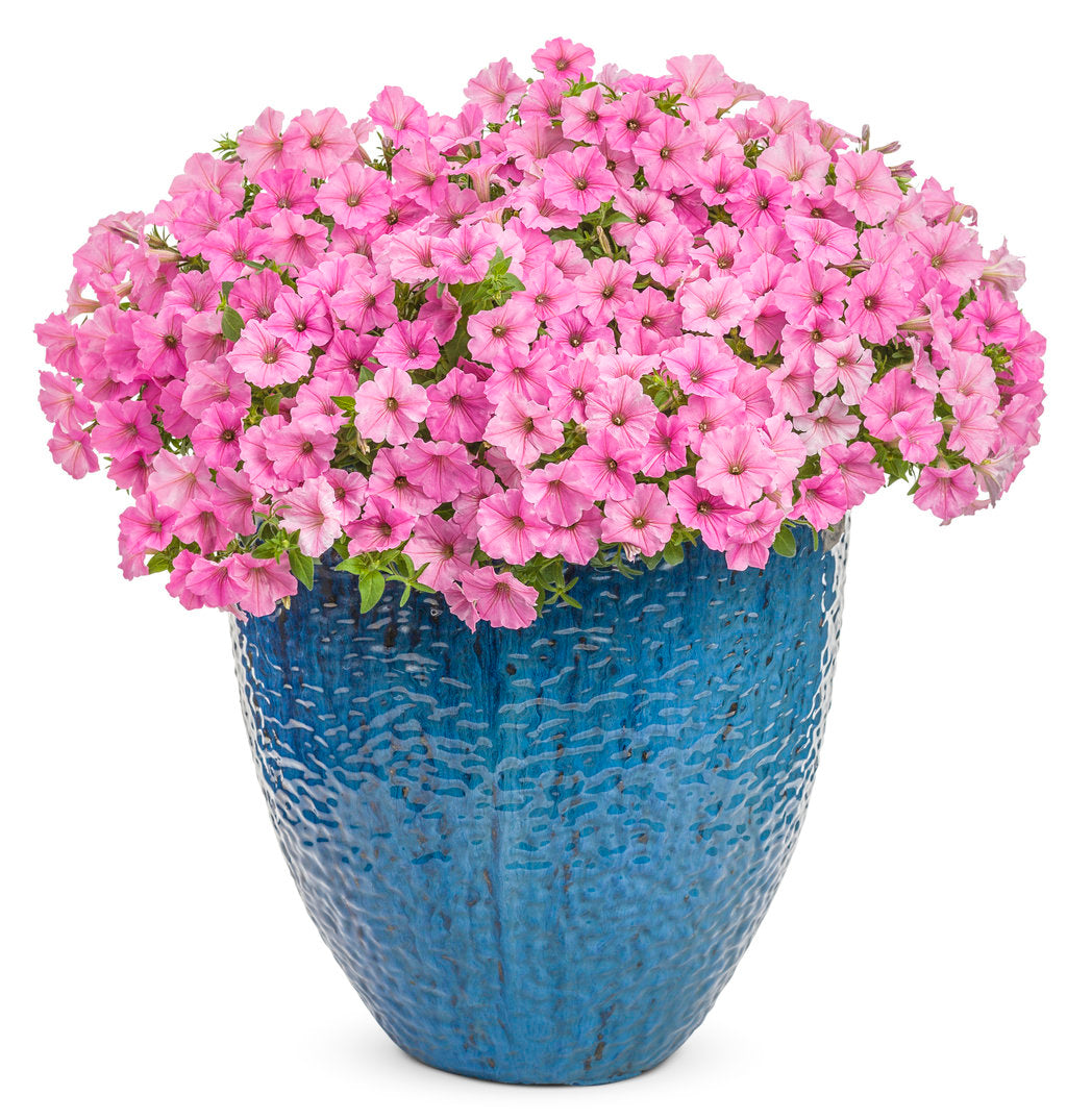 Supertunia Vista® Bubblegum® Petunia | Proven Winners®