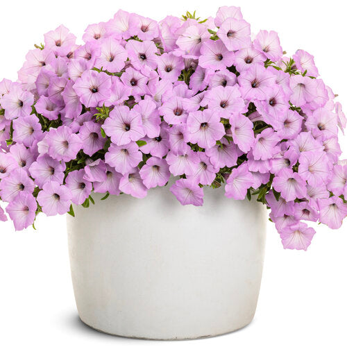 Supertunia Vista Cool Jazz Petunia | Proven Winners®
