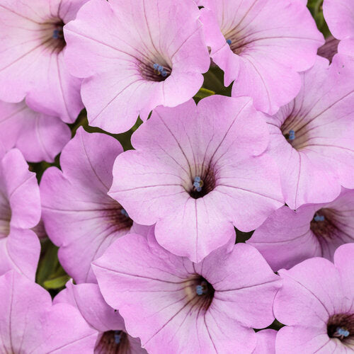 Supertunia Vista Cool Jazz Petunia | Proven Winners®
