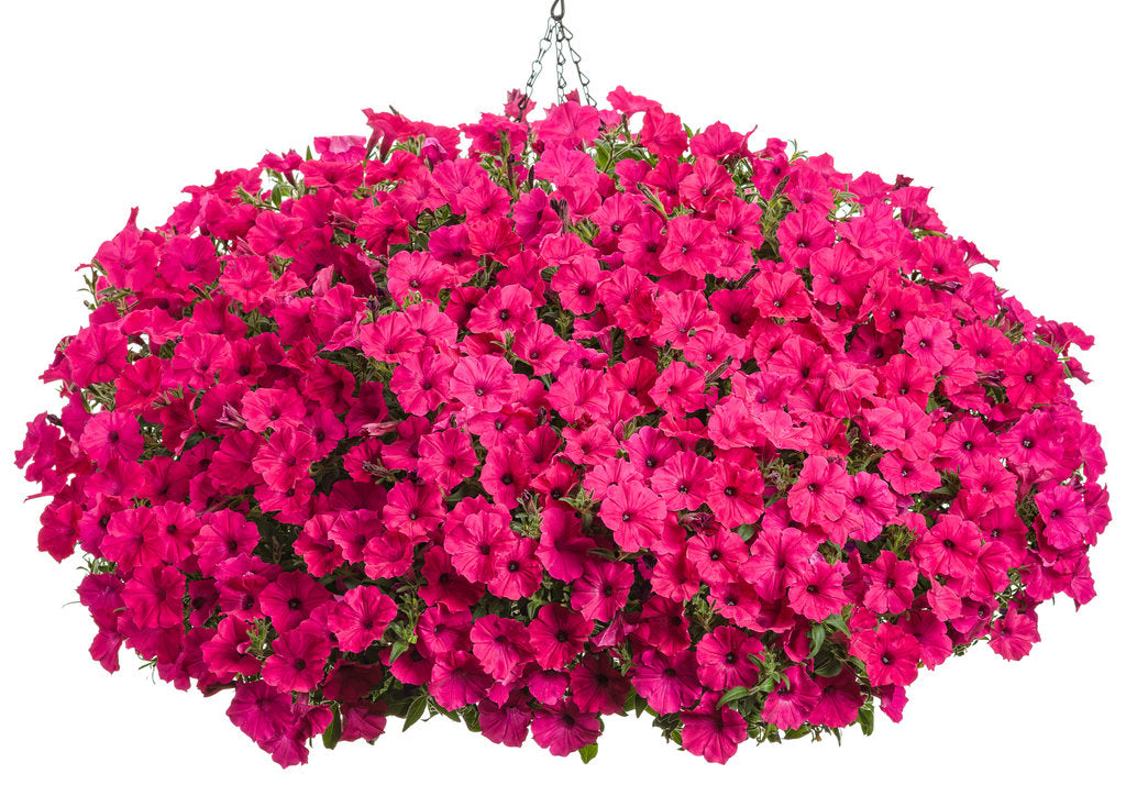 Supertunia Vista® Fuchsia Petunia| Proven Winners®