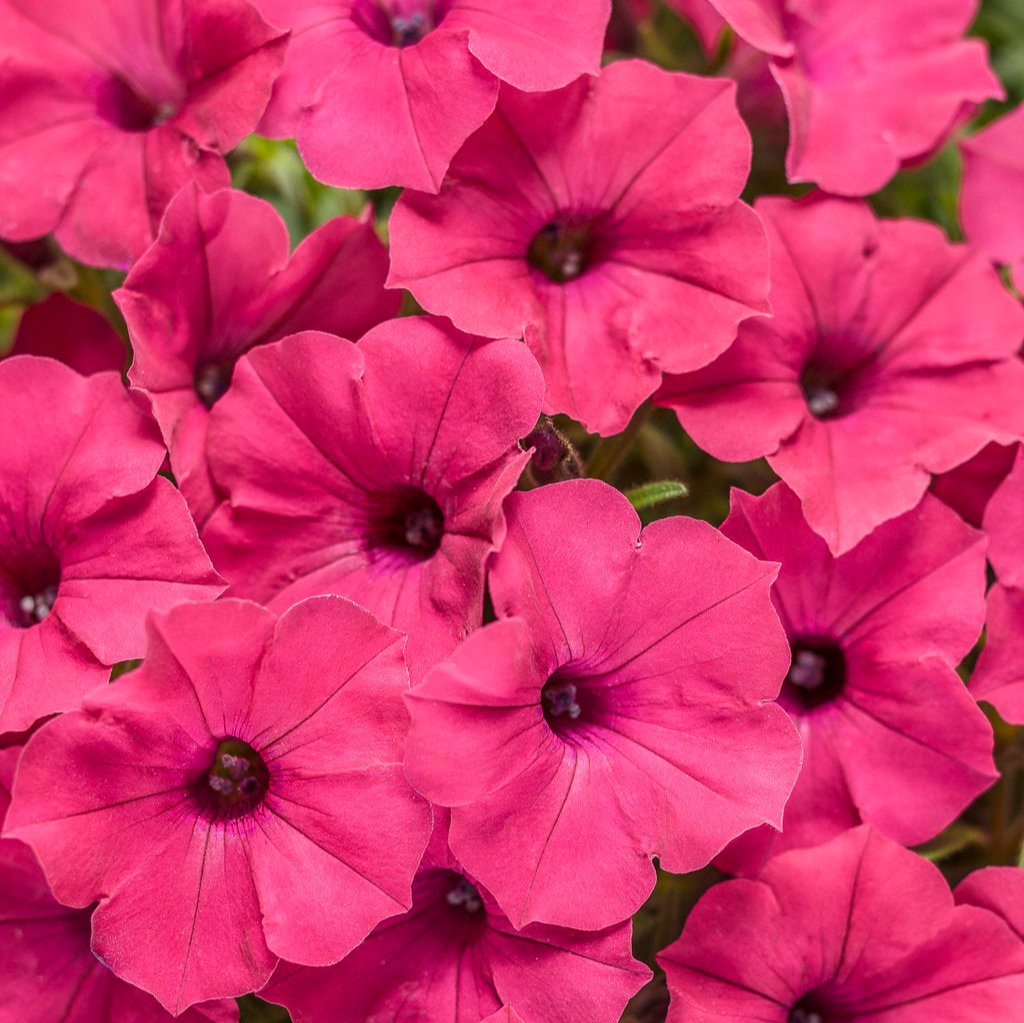 Supertunia Vista® Fuchsia Petunia| Proven Winners®
