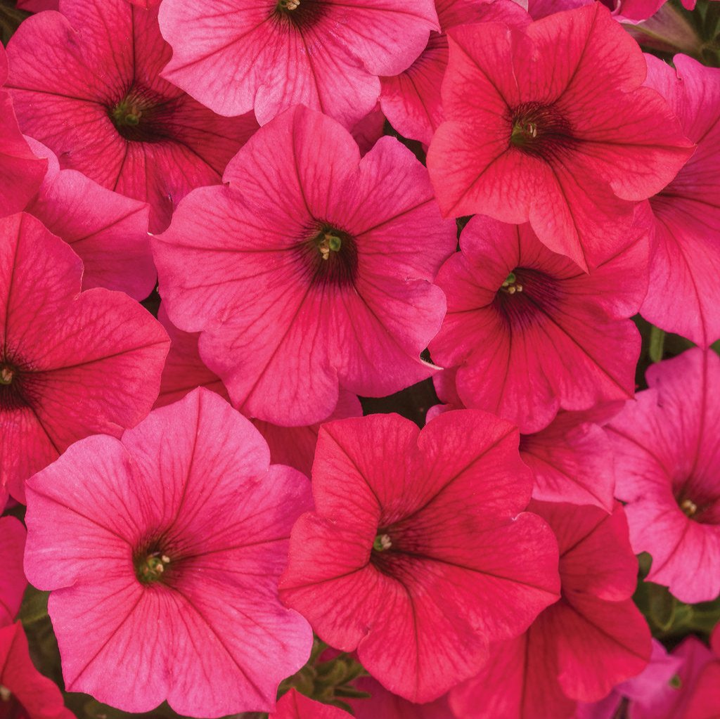 Supertunia Vista® Paradise Petunia | Proven Winners®