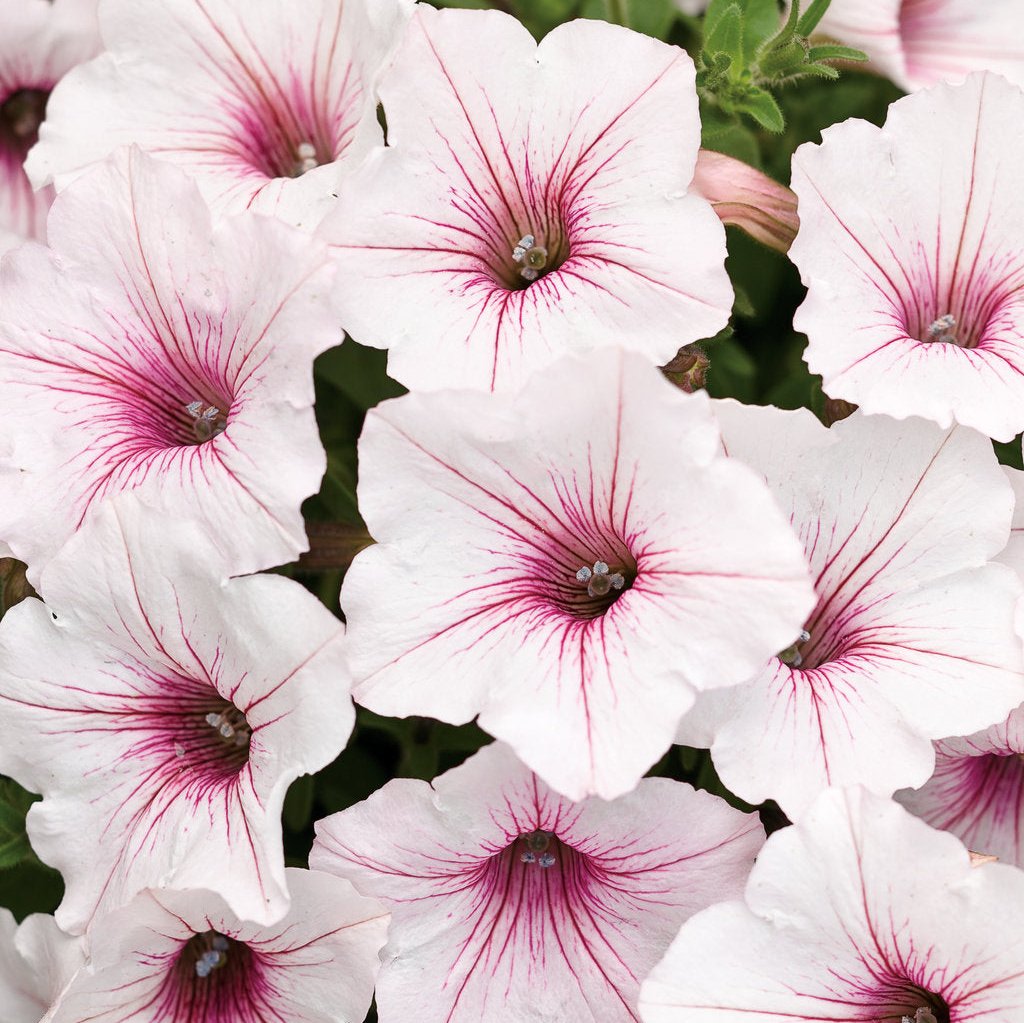 Supertunia Vista® Silverberry Petunia | Proven Winners®
