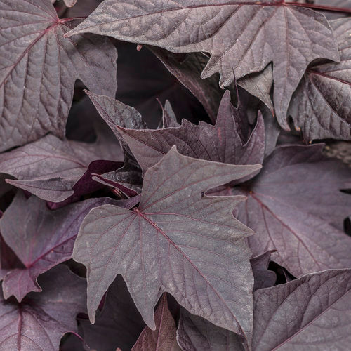 Proven Accents® Sweet Caroline Bewitched After Midnight™ Sweet Potato Vine | Proven Winners®