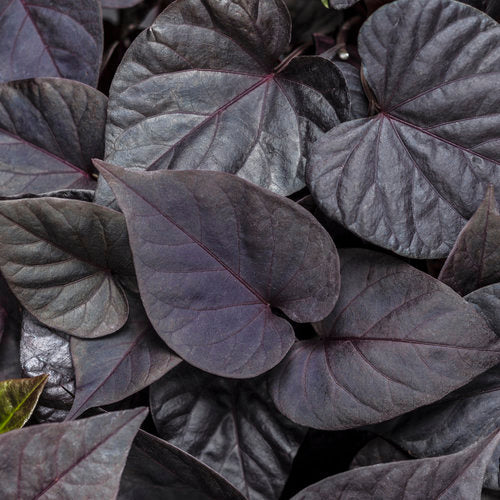 Proven Accents® Sweet Caroline Jet Black™ Sweet Potato Vine | Proven Winners®