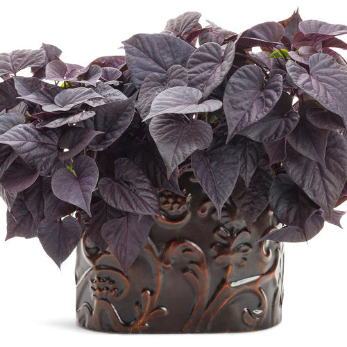 Proven Accents® Sweet Caroline Jet Black™ Sweet Potato Vine | Proven Winners®