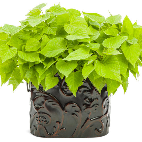 Sweet Caroline Sweetheart Lime Sweet Potato Vine | Proven Winners®