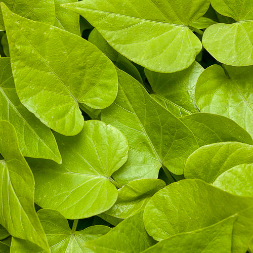 Sweet Caroline Sweetheart Lime Sweet Potato Vine | Proven Winners®