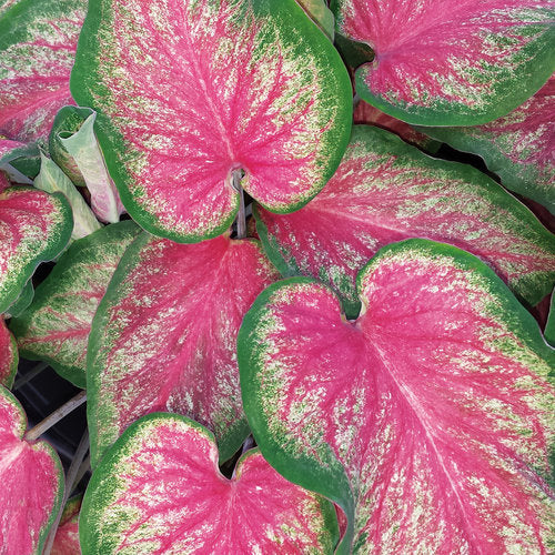 Heart to Heart® Tickle Me Pink Caladium | Proven Winners®